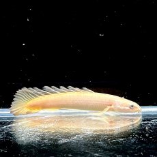 画像4: ロングフィン　ポリプテルス・セネガルス(ドラゴンフィン)　6cm±　1匹 (4)