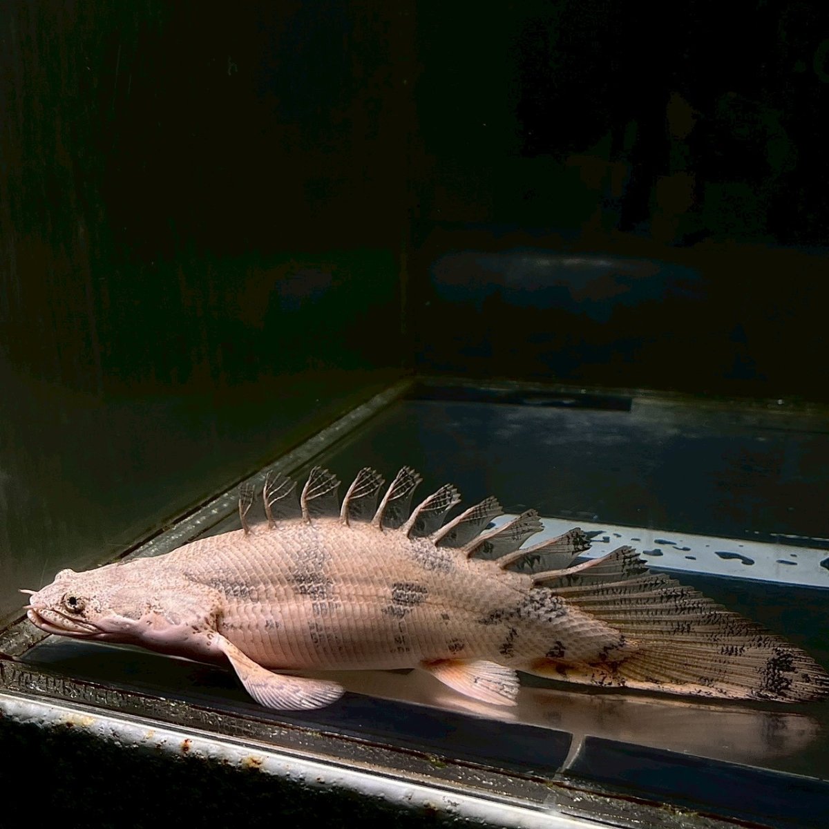 画像1: 【死着保証あり】現物写真　ポリプテルス・エンドリケリー　ショートボディ　13cm±　１匹　写真の生体お届け (1)