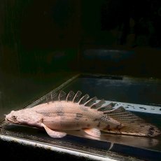 画像1: 【死着保証あり】現物写真　ポリプテルス・エンドリケリー　ショートボディ　13cm±　１匹　写真の生体お届け (1)