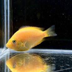 画像1: オレンジクロマイド　3cm±　1匹　淡水飼育 (1)