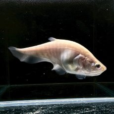 画像1: ゴールデンクラウンナイフフィッシュ　6cm±　1匹 (1)