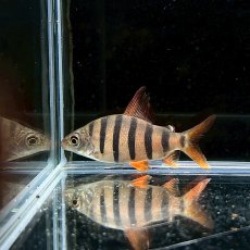 画像3: 【死着保証あり】クラウンテトラ　6バンド　4cm±　1匹 (3)