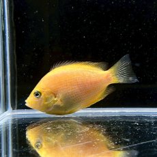 画像2: オレンジクロマイド　3cm±　1匹　淡水飼育 (2)