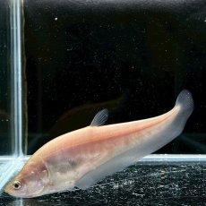 画像4: ゴールデンクラウンナイフフィッシュ　6cm±　1匹 (4)