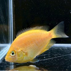 画像3: オレンジクロマイド　3cm±　1匹　淡水飼育 (3)