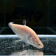 画像3: ゴールデンクラウンナイフフィッシュ　6cm±　1匹 (3)