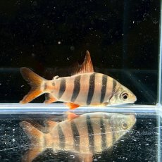 画像2: 【死着保証あり】クラウンテトラ　6バンド　4cm±　1匹 (2)