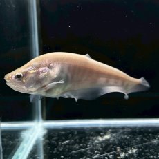 画像2: ゴールデンクラウンナイフフィッシュ　6cm±　1匹 (2)
