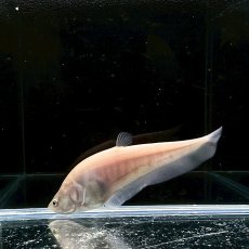 画像5: ゴールデンクラウンナイフフィッシュ　6cm±　1匹 (5)