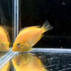 画像4: オレンジクロマイド　3cm±　1匹　淡水飼育 (4)
