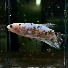 画像3: (5)現物写真　PKHMジャイアント　ベタ　オス　Mサイズ　1匹　写真の個体が届きます (3)