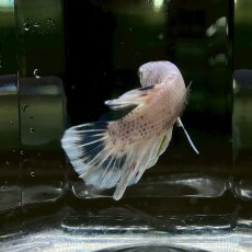 画像2: (1)現物写真　PKHMジャイアント　ベタ　オス　Mサイズ　1匹　写真の個体が届きます (2)