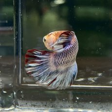画像2: (7)現物写真　PKHMジャイアント　ベタ　オス　Mサイズ　1匹　写真の個体が届きます (2)
