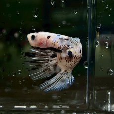 画像2: (5)現物写真　PKHMジャイアント　ベタ　オス　Mサイズ　1匹　写真の個体が届きます (2)