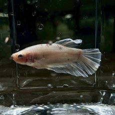 画像2: (4)現物写真　PKHMジャイアント　ベタ　オス　Mサイズ　1匹　写真の個体が届きます (2)