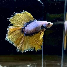 画像2: (1)現物写真　ダブルテールハーフムーンベタ　オス　Mサイズ　1匹　写真の個体が届きます (2)