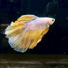 画像2: (6)現物写真　ダブルテールハーフムーンベタ　オス　Mサイズ　1匹　写真の個体が届きます (2)