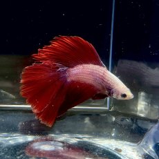 画像1: (2)現物写真　ダブルテールハーフムーンベタ　オス　Mサイズ　1匹　写真の個体が届きます (1)