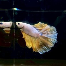 画像3: (6)現物写真　ダブルテールハーフムーンベタ　オス　Mサイズ　1匹　写真の個体が届きます (3)
