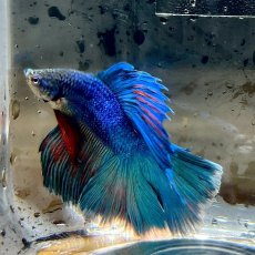 画像3: (3)現物写真　ダブルテールハーフムーンベタ　オス　Mサイズ　1匹　写真の個体が届きます (3)