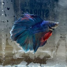 画像2: (3)現物写真　ダブルテールハーフムーンベタ　オス　Mサイズ　1匹　写真の個体が届きます (2)