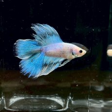 画像2: (4)現物写真　ダブルテールハーフムーンベタ　オス　Mサイズ　1匹　写真の個体が届きます (2)