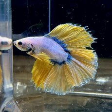 画像1: (1)現物写真　ダブルテールハーフムーンベタ　オス　Mサイズ　1匹　写真の個体が届きます (1)