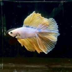 画像1: (6)現物写真　ダブルテールハーフムーンベタ　オス　Mサイズ　1匹　写真の個体が届きます (1)