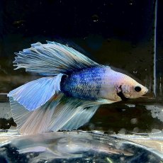 画像3: (5)現物写真　ダブルテールハーフムーンベタ　オス　Mサイズ　1匹　写真の個体が届きます (3)