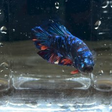 画像1: (10)現物写真　ショートフィンベタ　オス　Mサイズ　1匹　写真の個体が届きます (1)