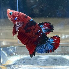 画像2: (5)現物写真　ショートフィンベタ　オス　Mサイズ　1匹　写真の個体が届きます (2)