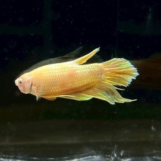 画像2: (3)現物写真　ショートフィンベタ　オス　Mサイズ　1匹　写真の個体が届きます (2)