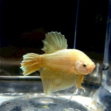 画像2: (2)現物写真　ショートフィンベタ　オス　Mサイズ　1匹　写真の個体が届きます (2)