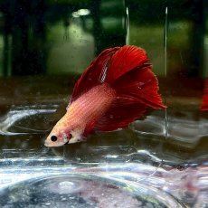 画像2: (5)現物写真　ダブルテール　ベタ　オス　Mサイズ　1匹　写真の個体が届きます (2)