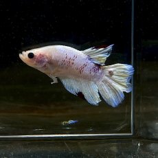 画像2: (4)現物写真　ショートフィンベタ　オス　Mサイズ　1匹　写真の個体が届きます (2)
