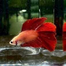 画像1: (5)現物写真　ダブルテール　ベタ　オス　Mサイズ　1匹　写真の個体が届きます (1)