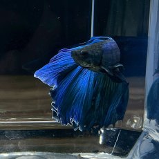 画像2: (2)現物写真　ベタ　ハーフムーン　Mサイズ　オス　1匹　写真の個体が届きます (2)