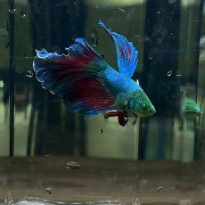 画像2: (2)現物写真　ベタ　ハーフムーン グリーンハルク　Mサイズ　オス　1匹　写真の個体が届きます (2)