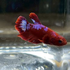 画像4: (2)現物写真　ベタ　プラカットヘルボーイ　Mサイズ　オス　1匹　写真の個体が届きます (4)