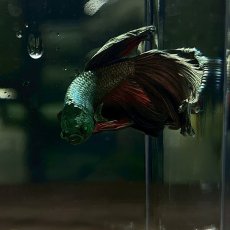 画像3: (1)現物写真　ベタ　ハーフムーン グリーンハルク　Mサイズ　オス　1匹　写真の個体が届きます (3)
