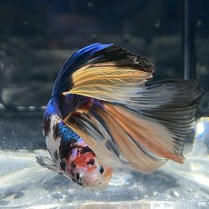 画像2: (1)現物写真　ベタ　ハーフムーンマルチカラー　Mサイズ　オス　1匹　写真の個体が届きます (2)