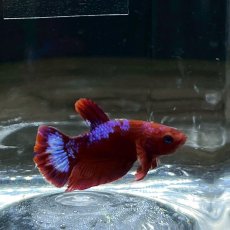 画像2: (2)現物写真　ベタ　プラカットヘルボーイ　Mサイズ　オス　1匹　写真の個体が届きます (2)