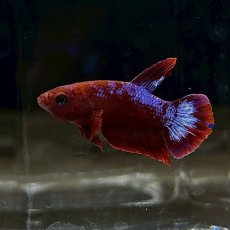 画像1: (2)現物写真　ベタ　プラカットヘルボーイ　Mサイズ　オス　1匹　写真の個体が届きます (1)