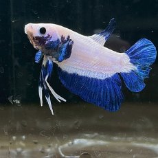 画像1: (2)現物写真　ベタ　プラカットマーブルリム　Mサイズ　オス　1匹　写真の個体が届きます (1)