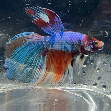画像1: (2)現物写真　ベタ　ハーフムーンマルチカラー　Mサイズ　オス　1匹　写真の個体が届きます (1)