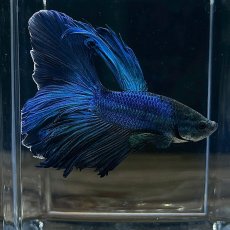 画像6: (2)現物写真　ベタ　ハーフムーン　Mサイズ　オス　1匹　写真の個体が届きます (6)