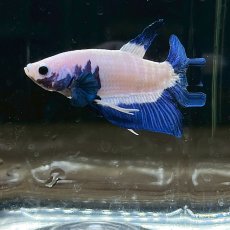 画像2: (2)現物写真　ベタ　プラカットマーブルリム　Mサイズ　オス　1匹　写真の個体が届きます (2)