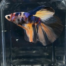 画像1: (1)現物写真　ベタ　ハーフムーンマルチカラー　Mサイズ　オス　1匹　写真の個体が届きます (1)