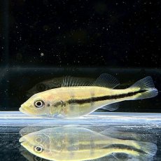 画像4: キクラ・オリノコ　6cm±　1匹 (4)