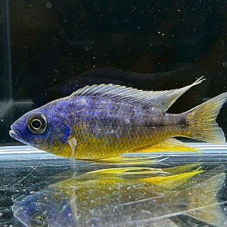 アフリカンシクリッド - 不二熱帯魚